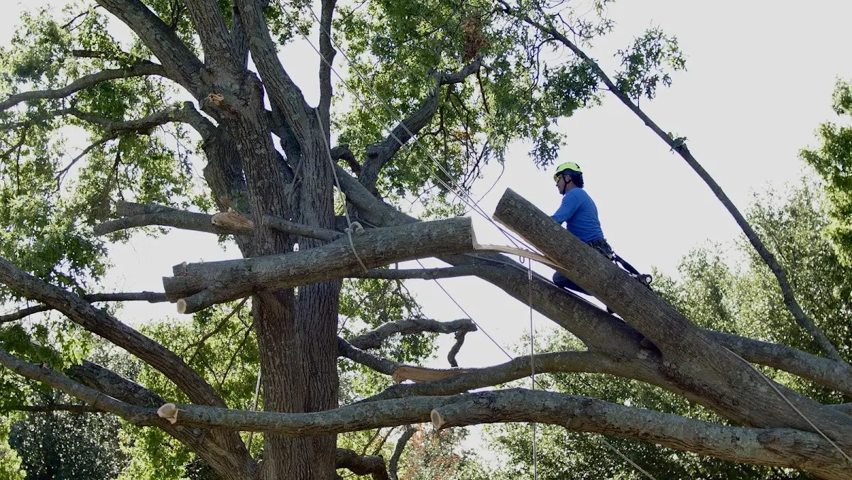 Professional Crown Thinning performed by certified arborists in Aroma Park